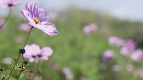 A pink flower in a field Stock Footage 155585920