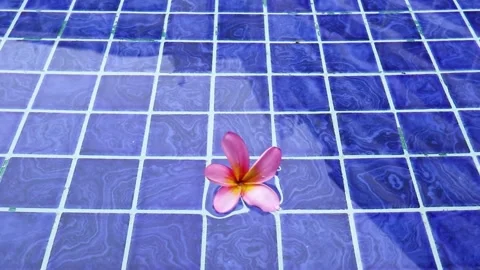 Pink Flower Floating on Blue Pool Tile. Stock Footage 289434674