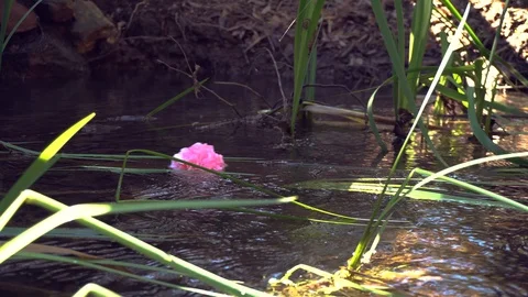 Pink flower floating down a stream in the Australian bush, 4K Stock Footage 92103056