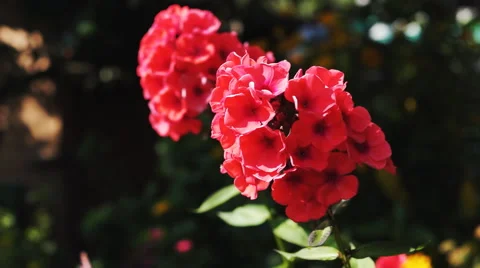 Pink flower with focus change Stock Footage 52517014