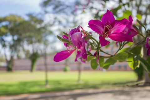 Pink flower on focus Stock Photos
