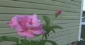 Pink Flower HD Footage