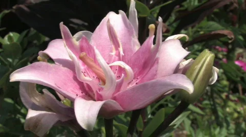 Pink Flower Stock Footage 271278