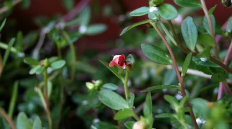 Pink Flower Stock Footage 375702