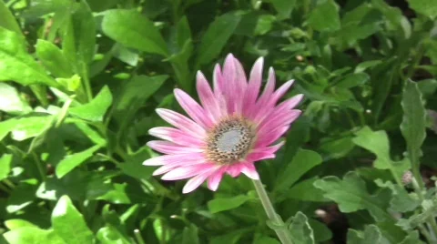 Pink flower Stock Footage 417877