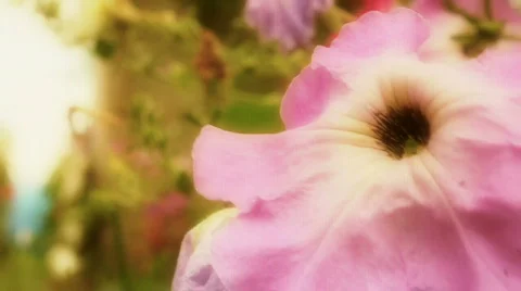 Pink Flower Stock Footage 516001
