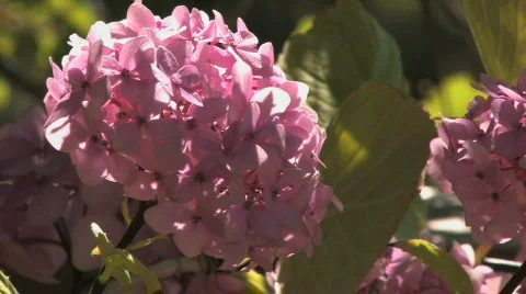 Pink Flower Stock Footage 612386