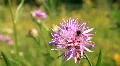 Pink flower HD Footage