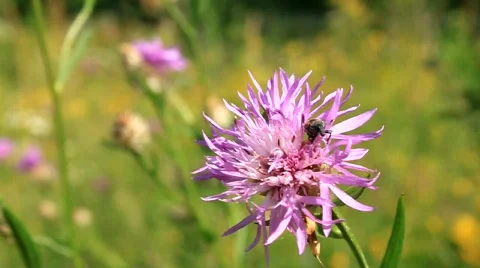 Pink flower Stock Footage 716378