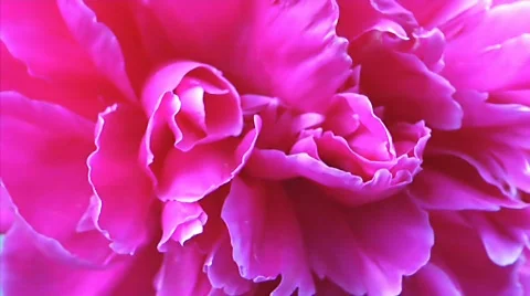 Pink Flower Stock Footage 721998