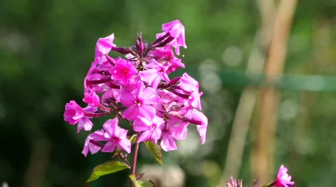 Pink flower Video stock 857564