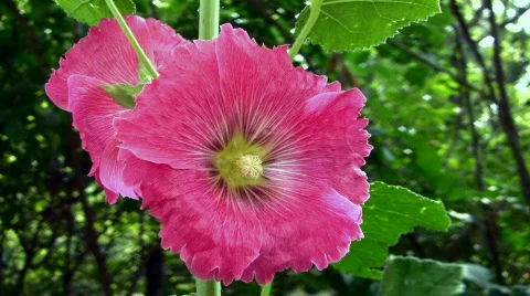 Pink flower Stock Footage 858143