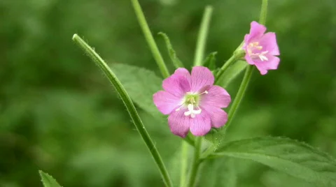 Pink flower Stock Footage 858155