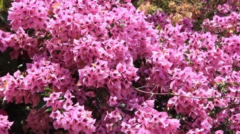 Pink flower Video stock 882211