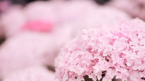 Pink Flower Video stock 8536204