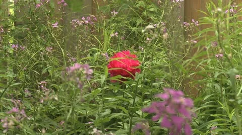 Pink flower 動画素材 11148034