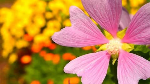 Pink flower Vídeo Stock 11351238