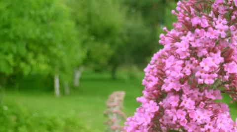 Pink Flower Video stock 11754720