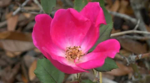 Pink Flower Video stock 12760212