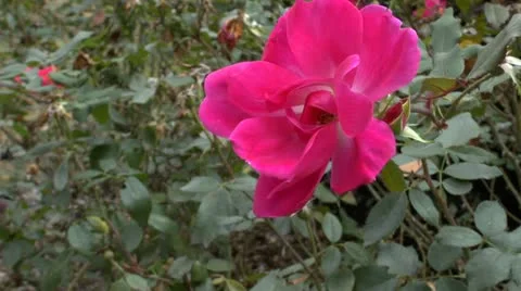 Pink Flower Video stock 12760384