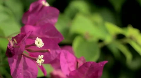 Pink flower Stock Footage 22270489