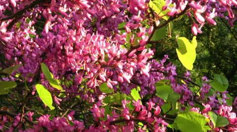 Pink flower Stock Footage 22958566