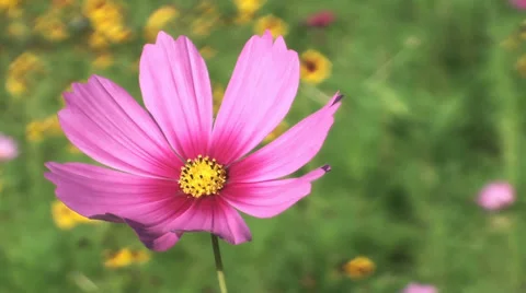 Pink flower Stock-Footage 27845090