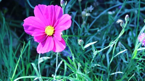 Pink Flower 库存影片 29164616