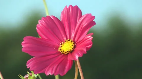Pink Flower  Stock Footage 30396290
