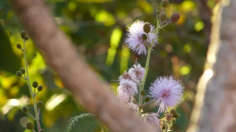 Pink flower 動画素材 37624708