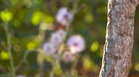 Pink flower 動画素材 37624754