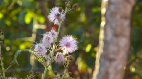 Pink flower 動画素材 37624826