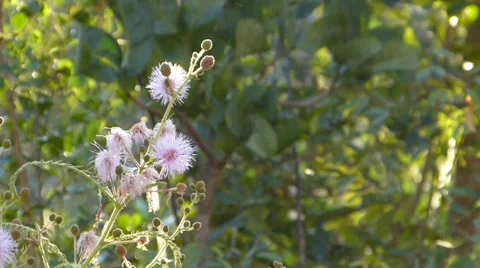 Pink flower 動画素材 37679771