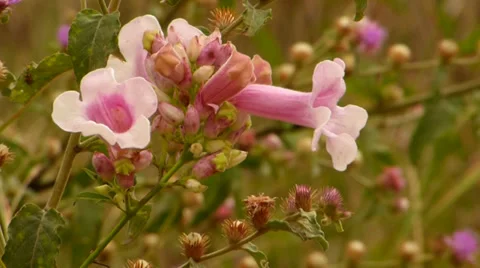 Pink flower 動画素材 37680176