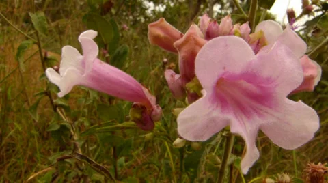 Pink flower 動画素材 37680298