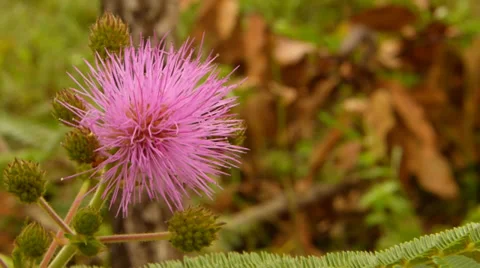 Pink flower 動画素材 37680332