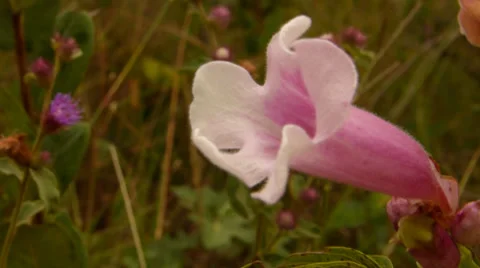 Pink flower 動画素材 38023567