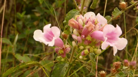 Pink flower 動画素材 38023682