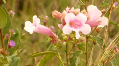 Pink flower 動画素材 38023849