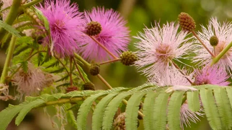 Pink flower 動画素材 38023911