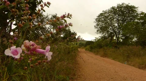 Pink flower 動画素材 38024097