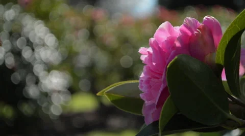 Pink flower Stock Footage