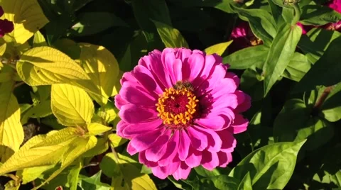 Pink flower Stock Footage 41739032