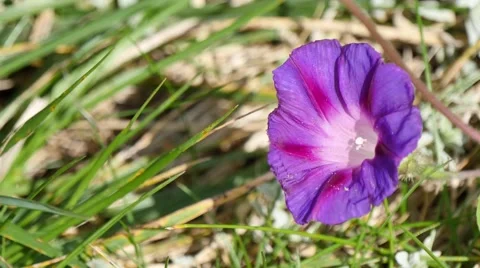 Pink flower Video stock 42021008