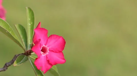Pink flower Stock Footage 49943670