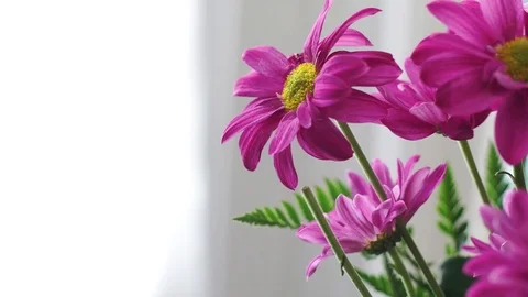 Pink Flower 動画素材 71549853