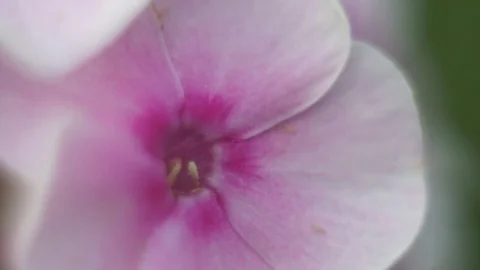 Pink flower Video stock 82245774