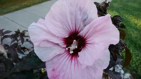 Pink Flower Stock Footage