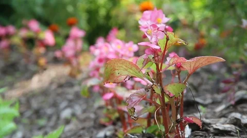 Pink flower Video stock 100855988