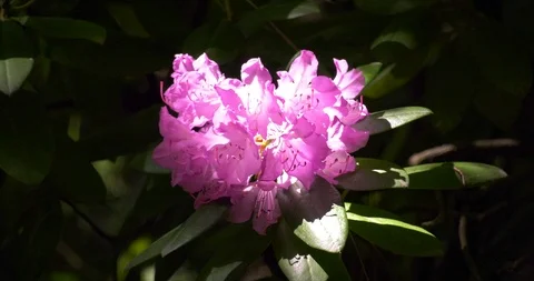 Pink Flower Stock Footage 103132689